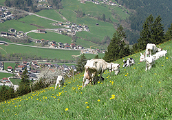  Ferienwohnung Hauser